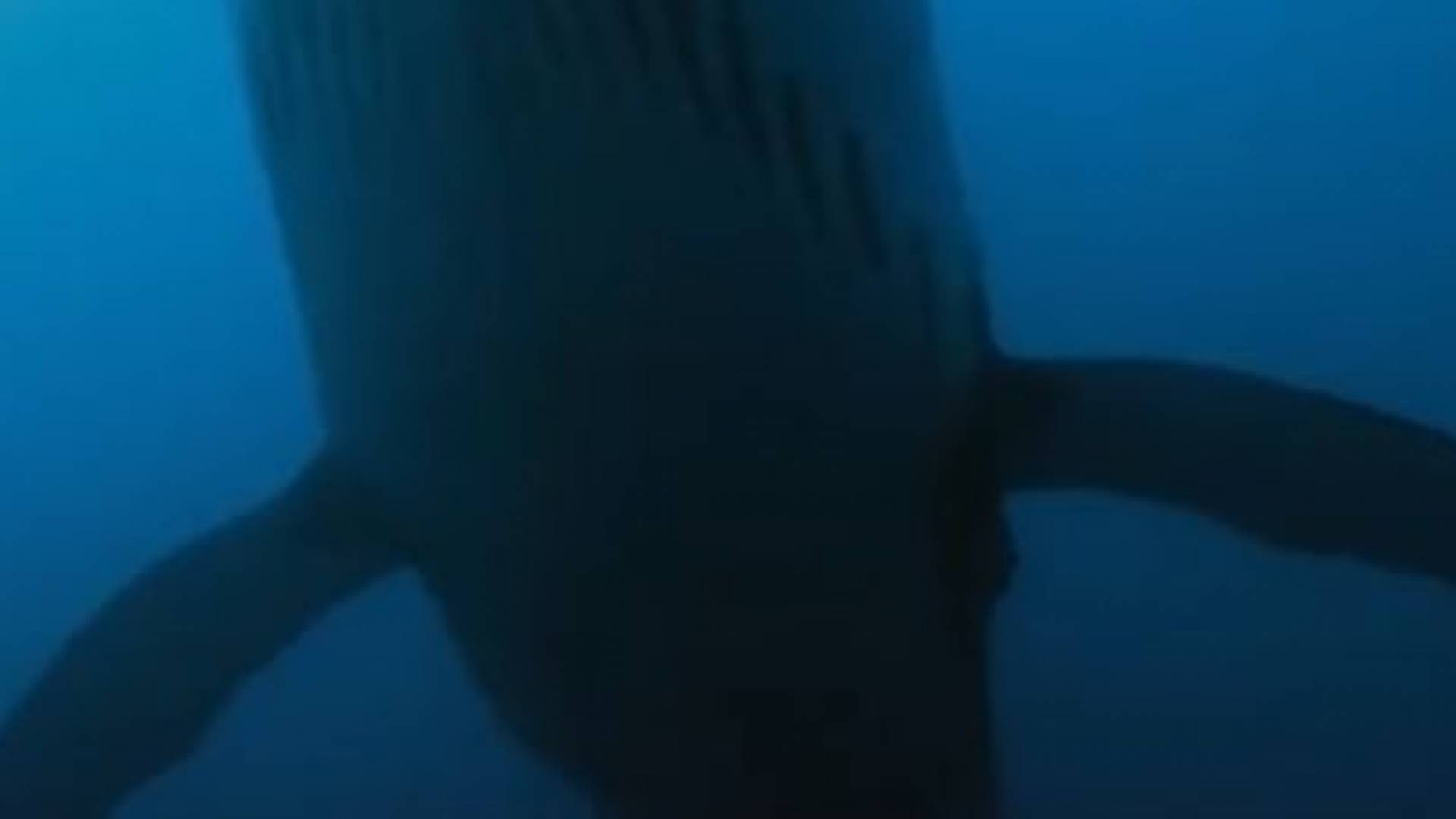 نجى من الموت بأعجوبة بعد ان ابتلعه الحوت