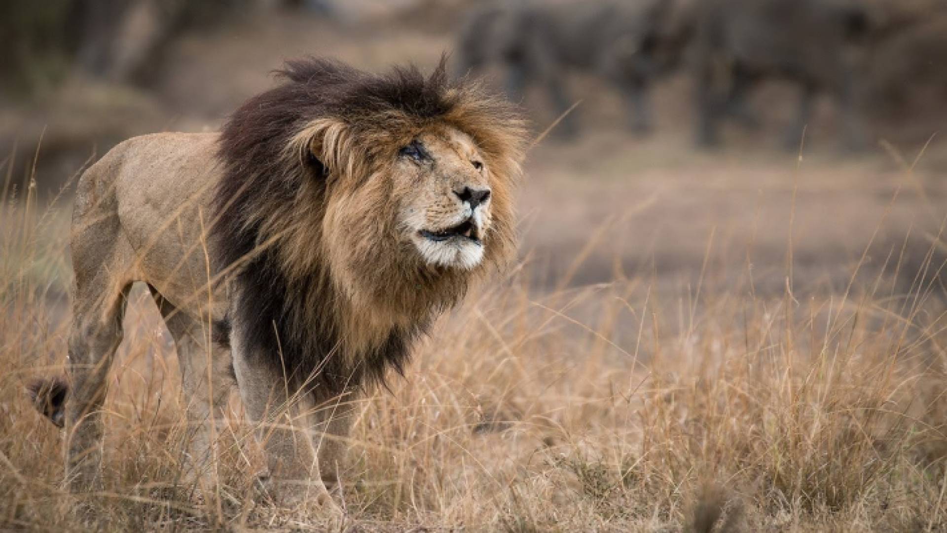 الأسد سكارفيس