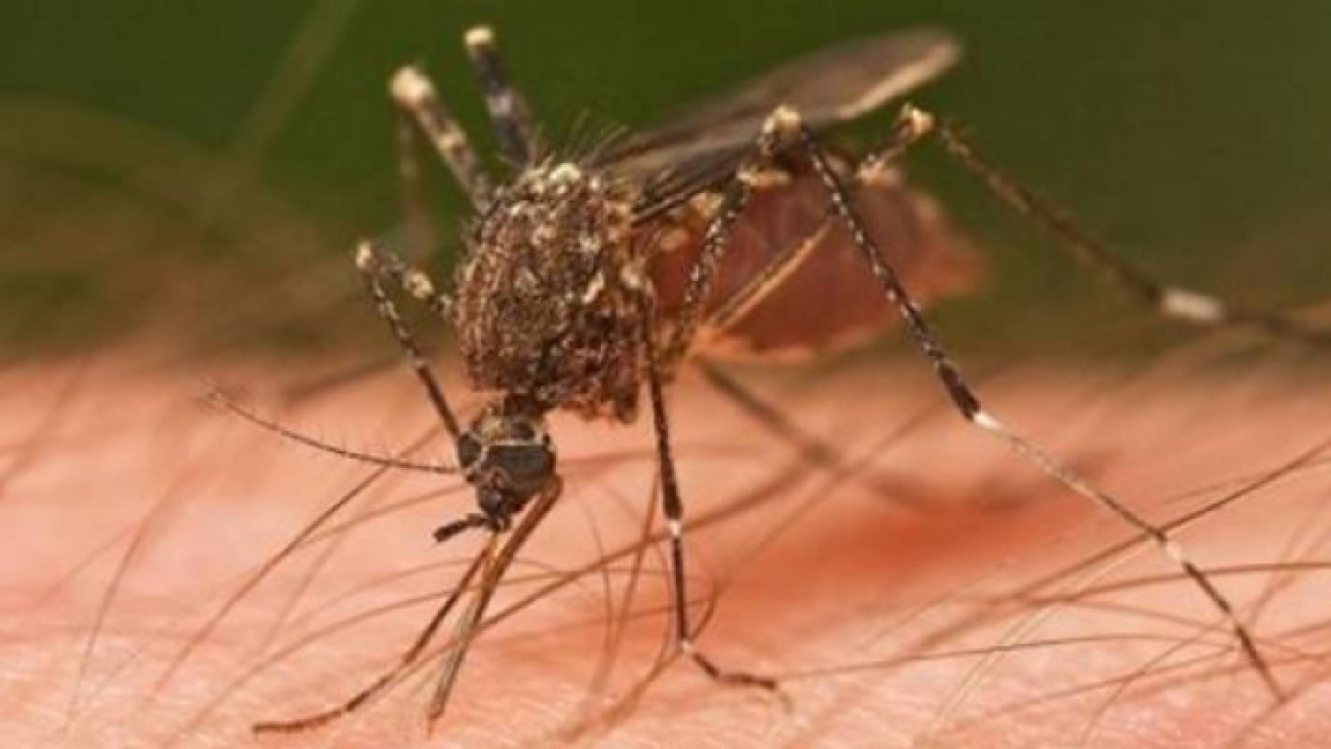 بعوض - تعبيرية