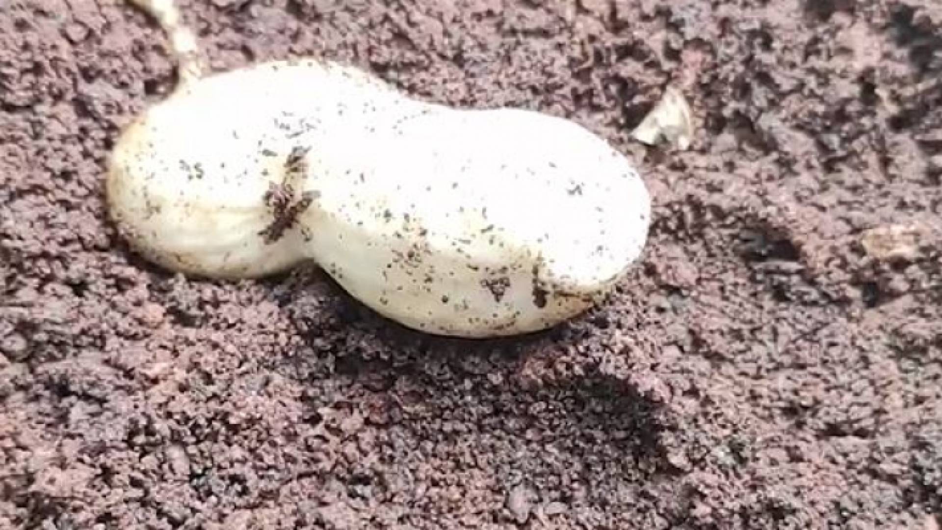 الفول السوداني