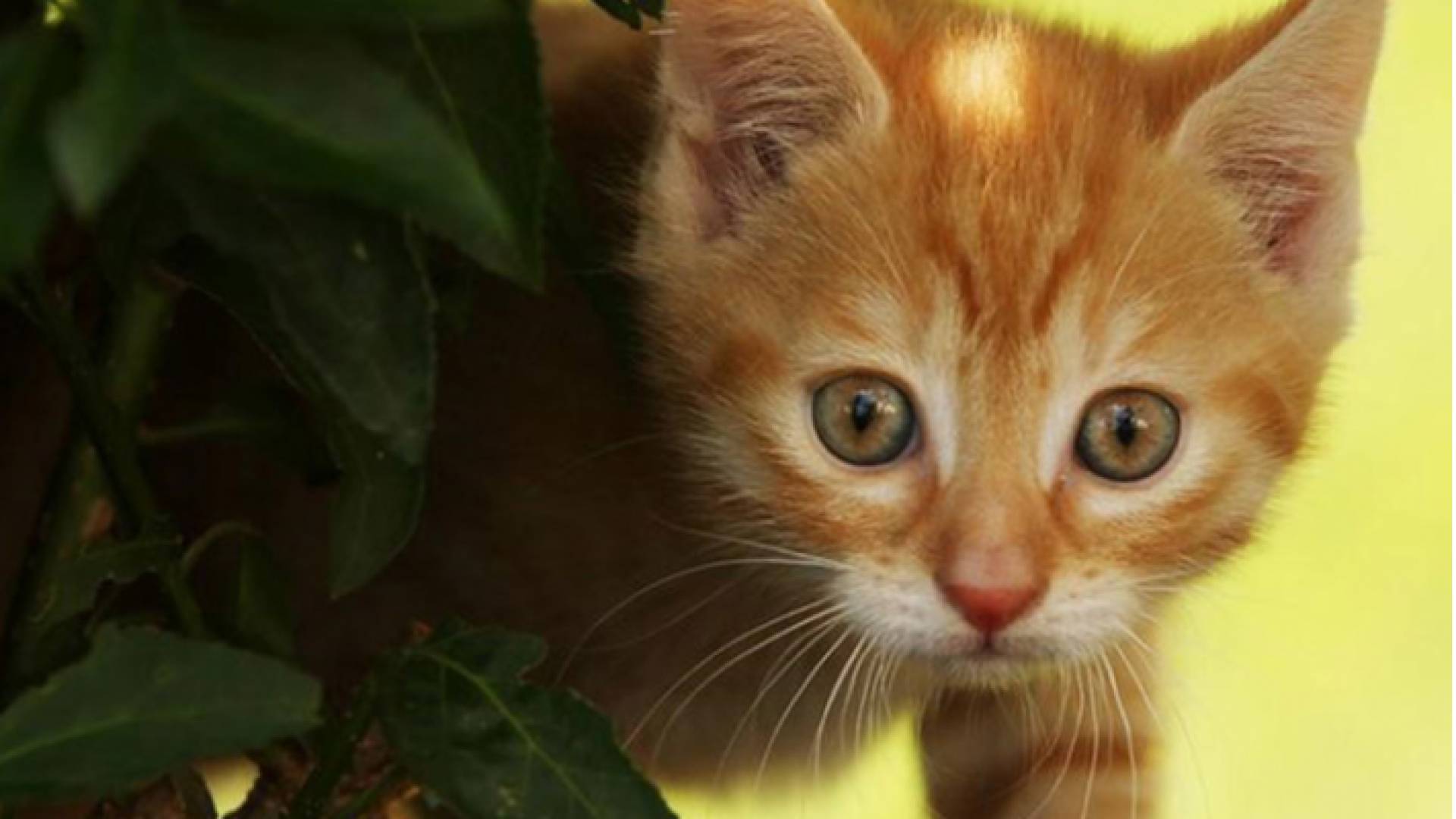 قطة - تعبيرية