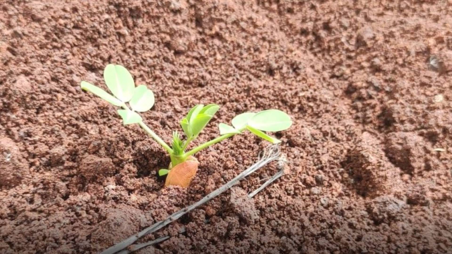 انجاز زراعي جديد.. محطة الوالة تنتج ثمار الفول السوداني