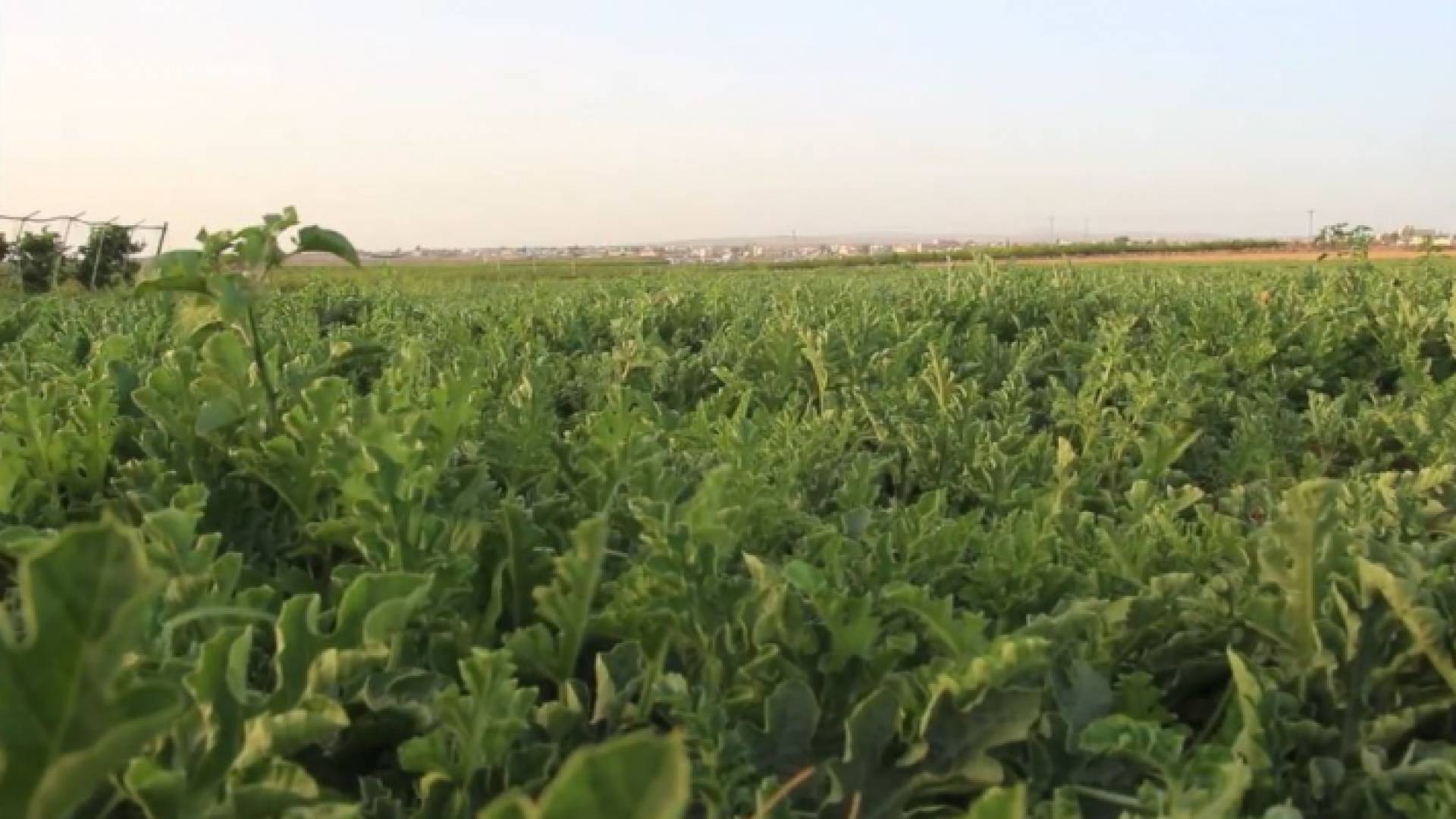 مزراعون يحذرون من انهيار غذائي إذا لم تفعل خطط الإنقاذ الزراعي