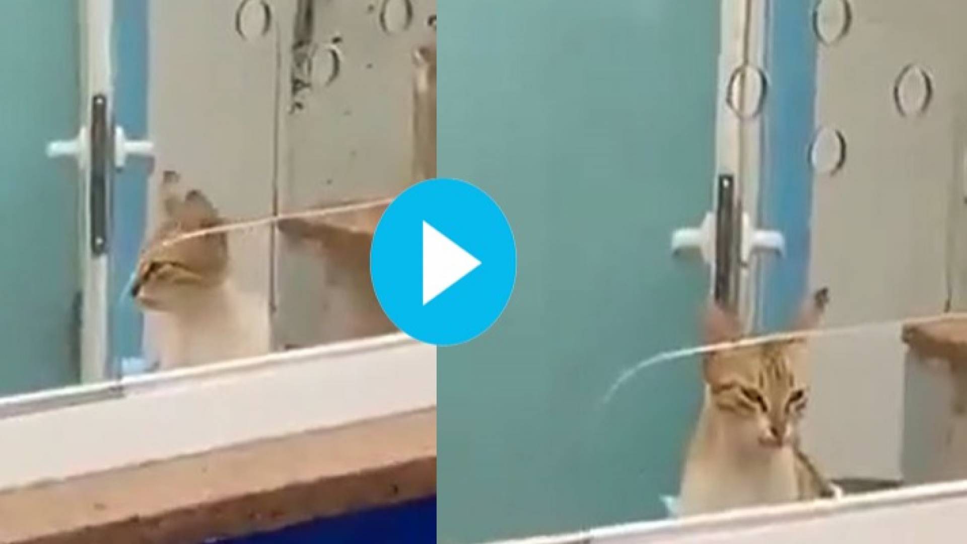 "قط مستشفى البشير" يشغل مواقع التواصل الاجتماعي.. فيديو