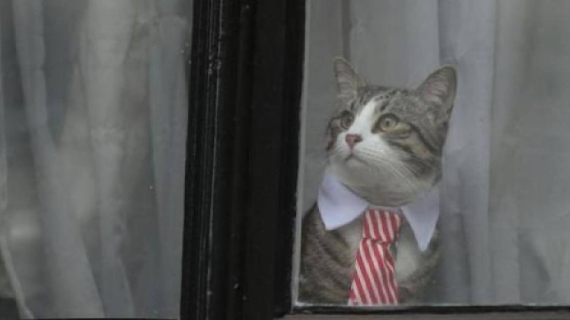 "قط مستشفى البشير" يشغل مواقع التواصل الاجتماعي - الصورة تعبيرية