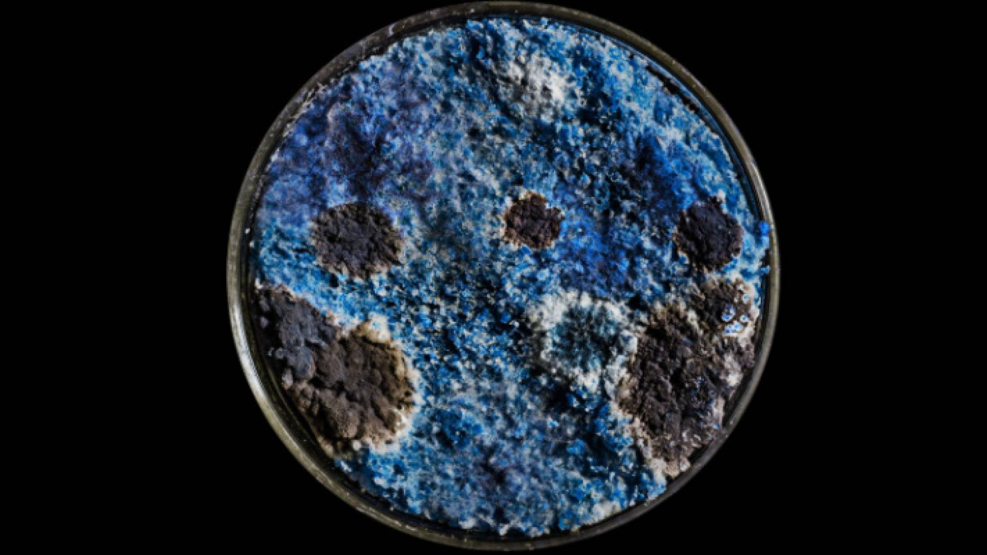 الفطر الأسود