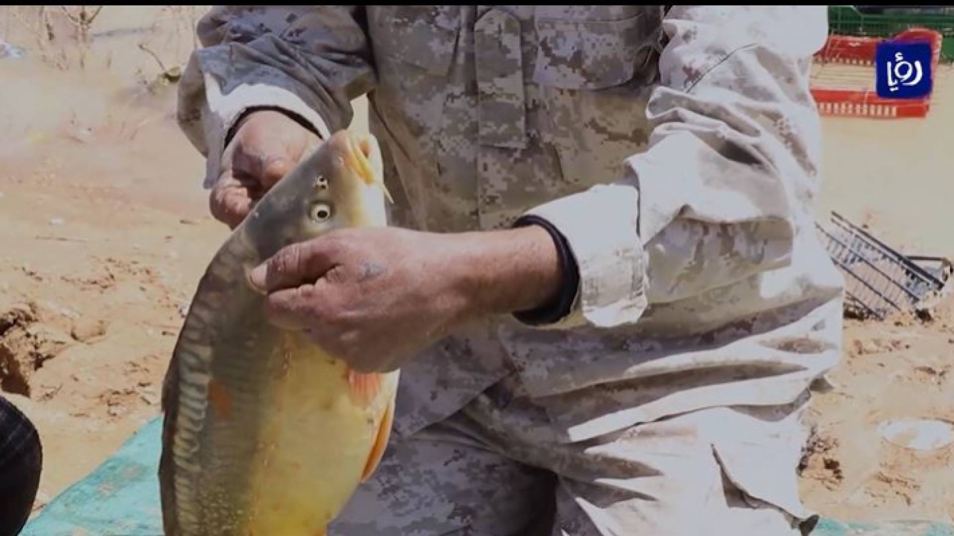 العثمان ينجح بتربية الأسماك في الظليل