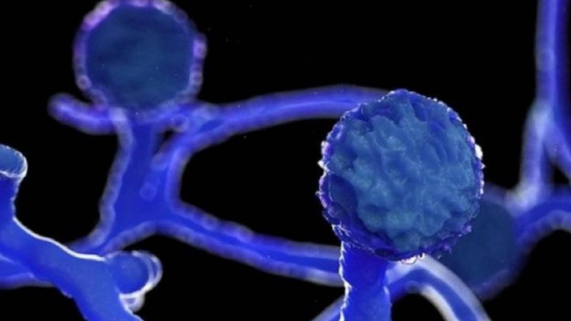 الفطر الأسود - تعبيرية