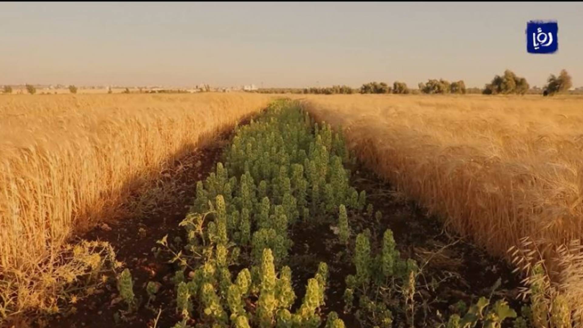 محطة مرو الزراعية بمحافظة اربد