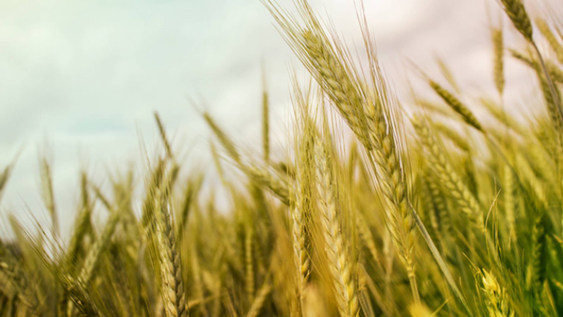 قمح - تعبيرية