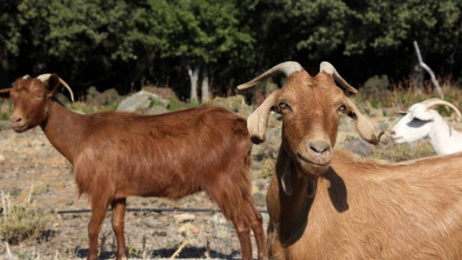 مصر.. ولادة ماعز بـ"رأس قرد" وطبيب بيطري يفسر الواقعة الغريبة!