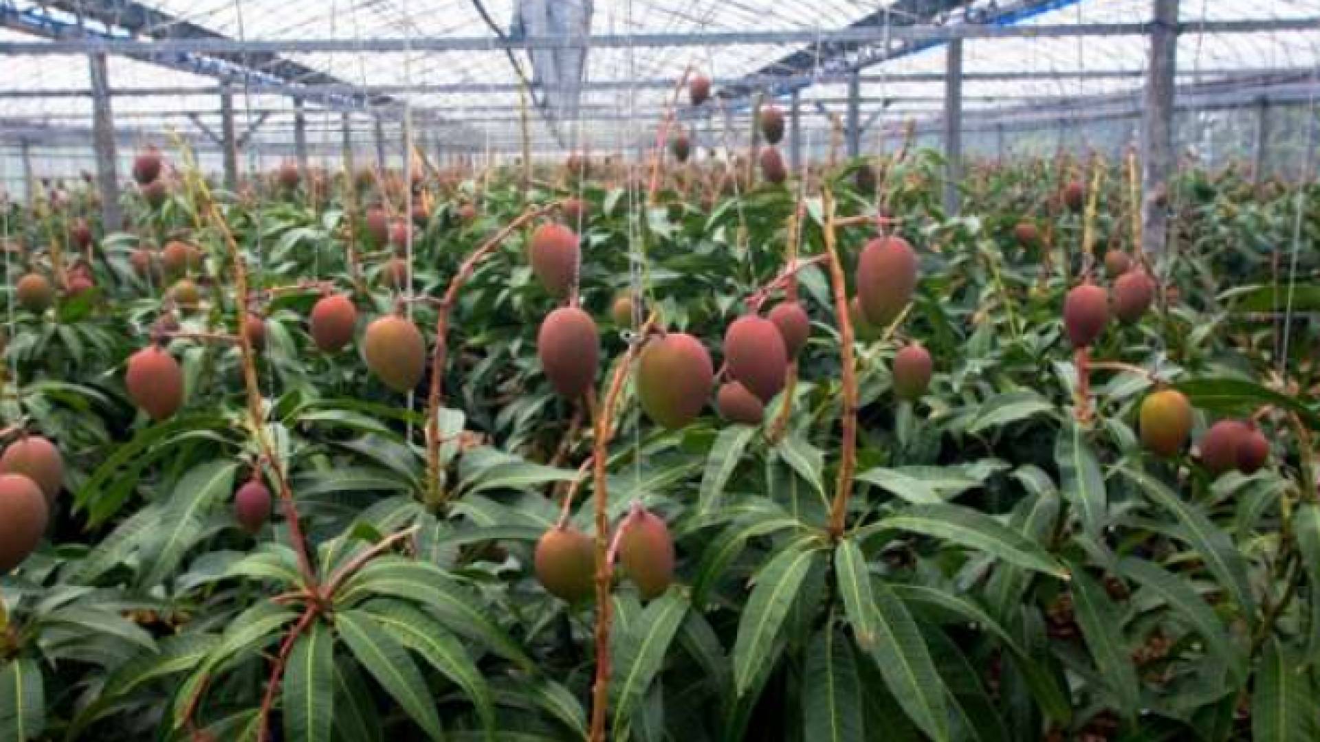 فاكهة المانجا