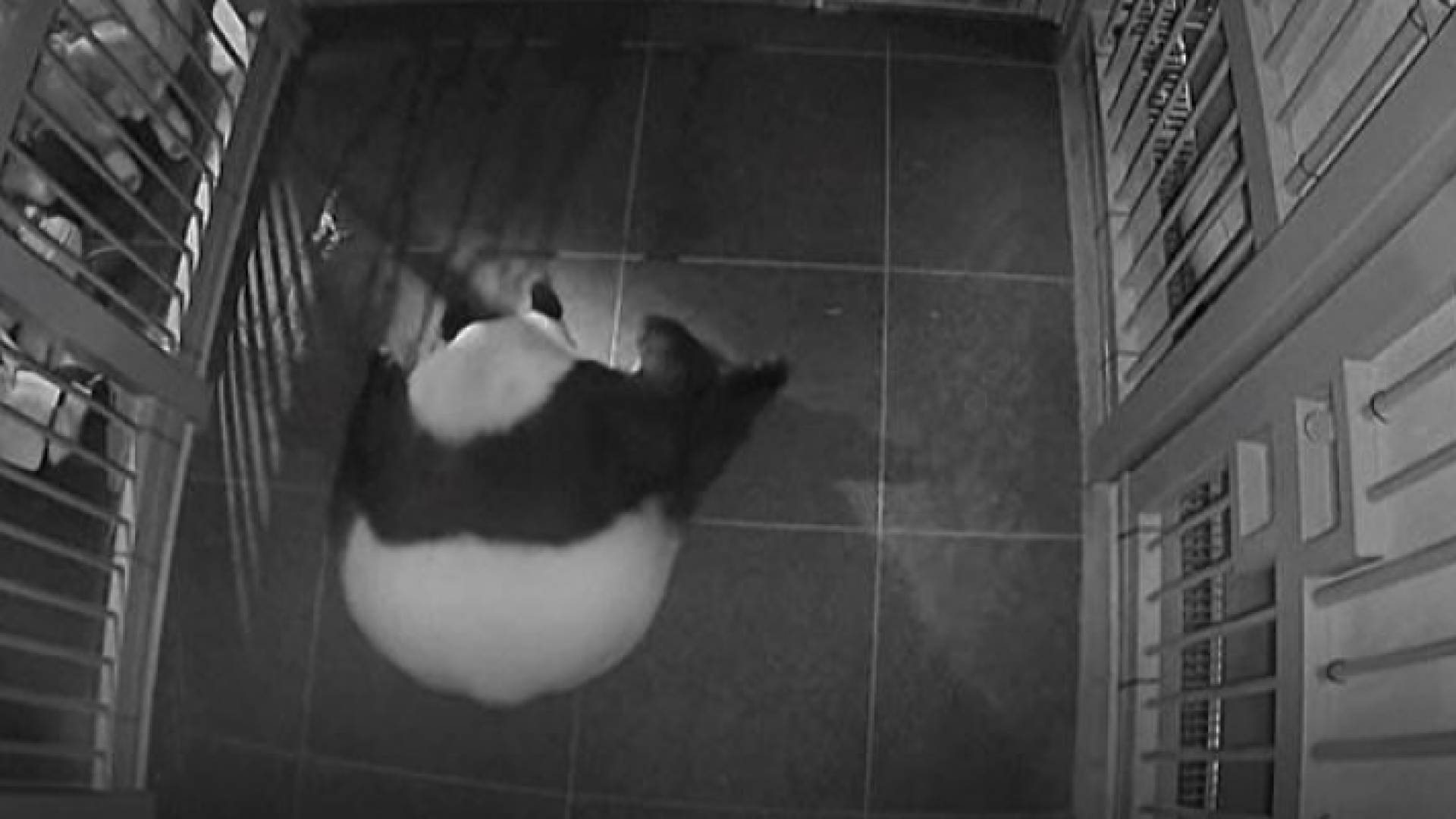 حديقة حيوانات في طوكيو تشهد ولادة توأمي باندا.. والحكومة تعلق: "نبأ مفرح"