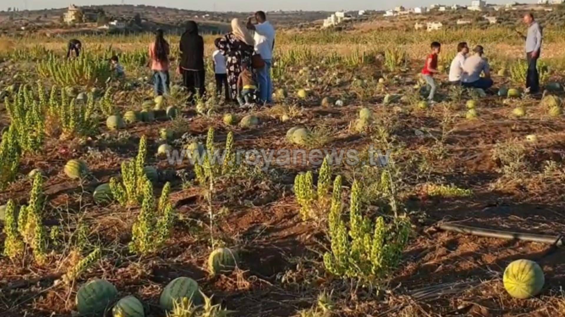 مزرعة البطيخ في لواء الكورة