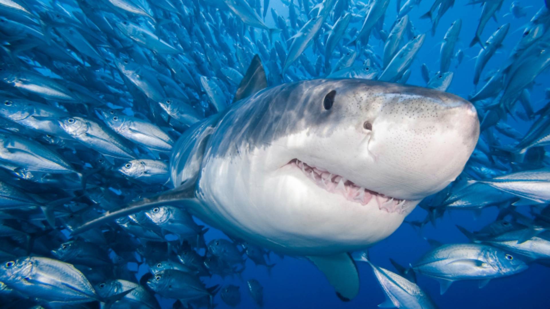 سمك قرش - تعبيرية