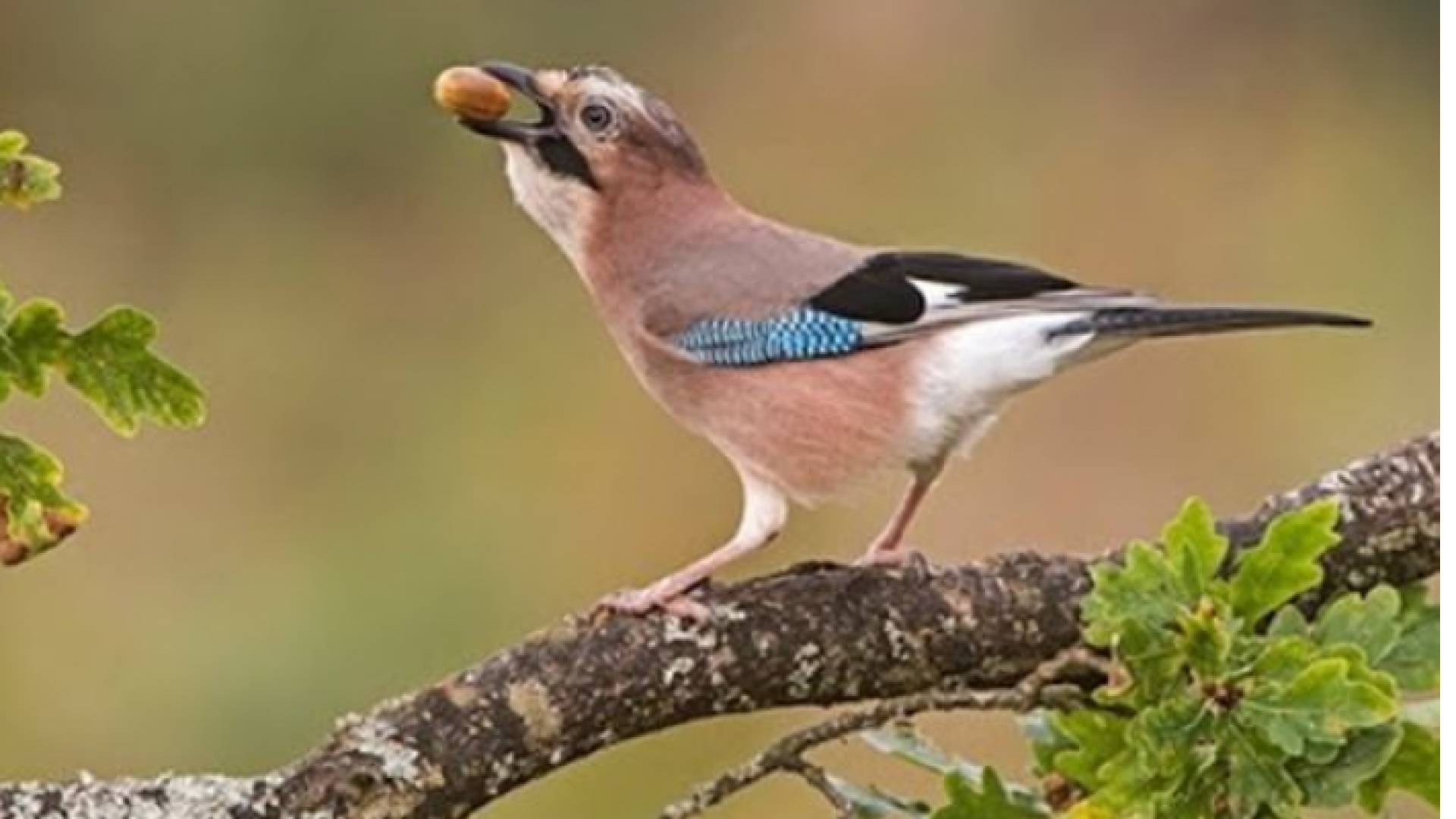 طائر أبو زريق