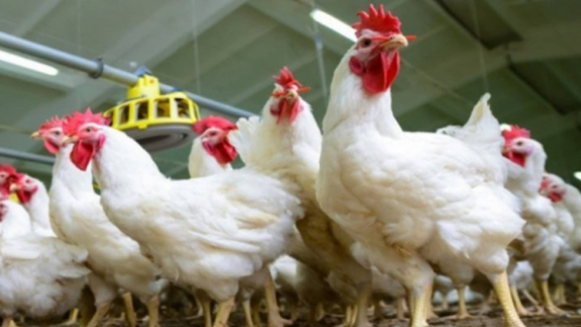 دجاج - تعبيرية