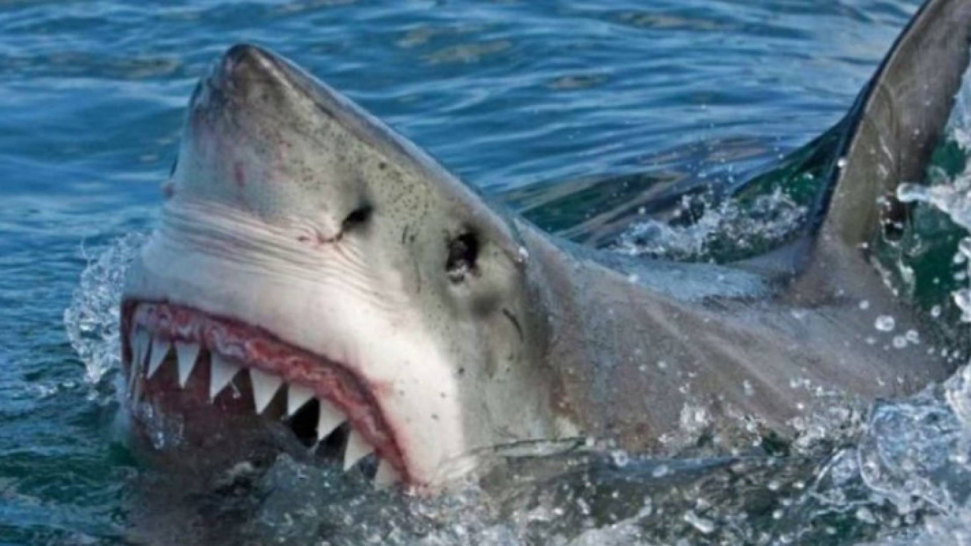 بيان من "سلطة العقبة" حول حقيقة وجود أسماك قرش