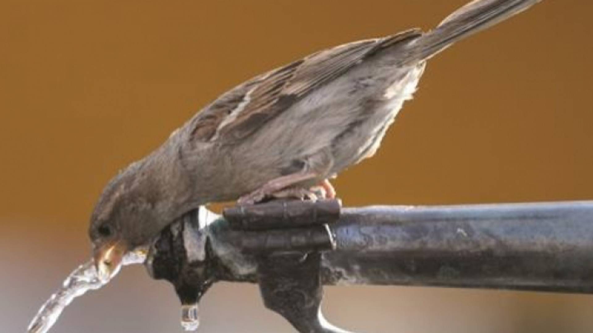 عصفور - تعبيرية