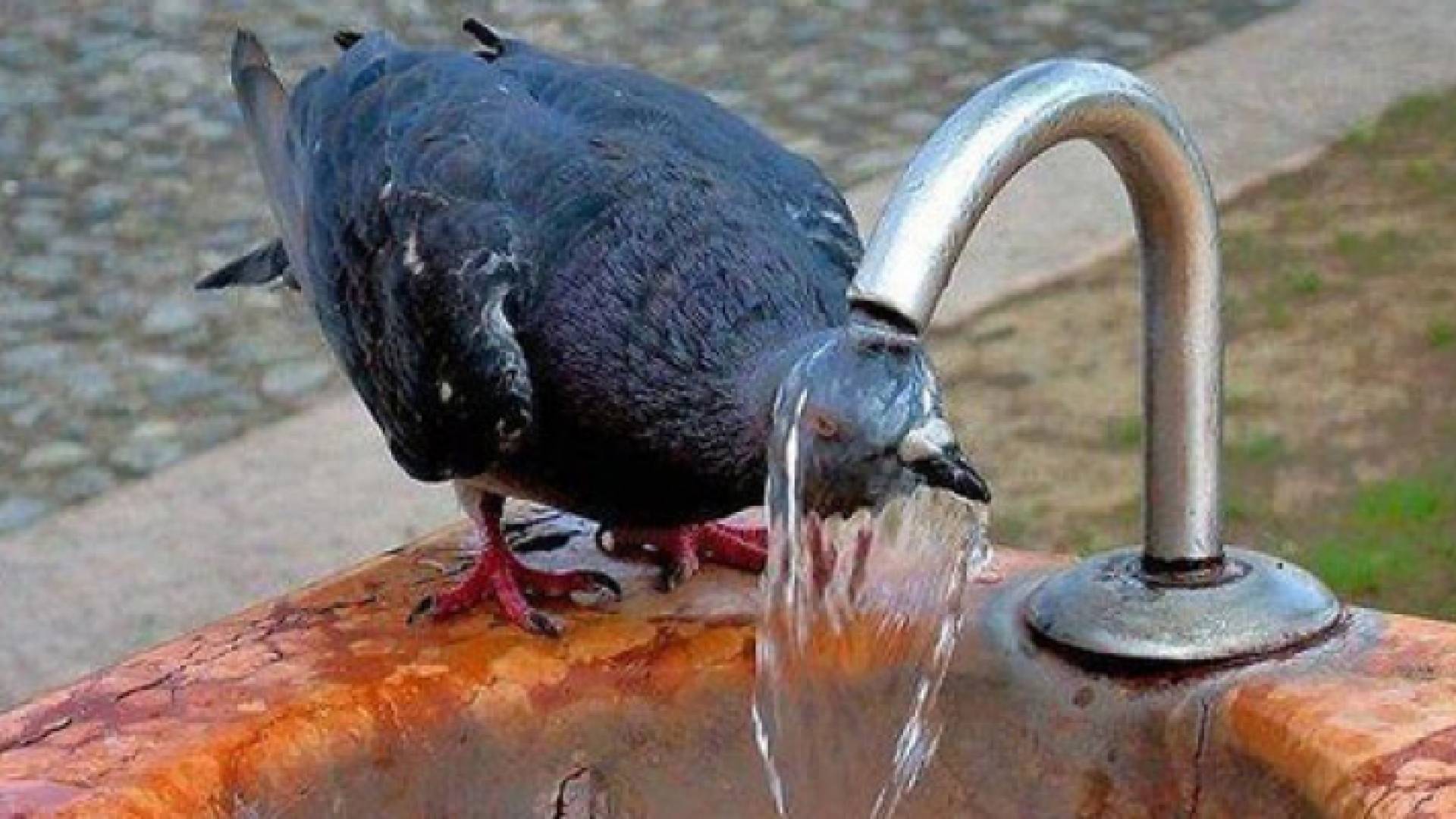 حمامة تشرب الماء