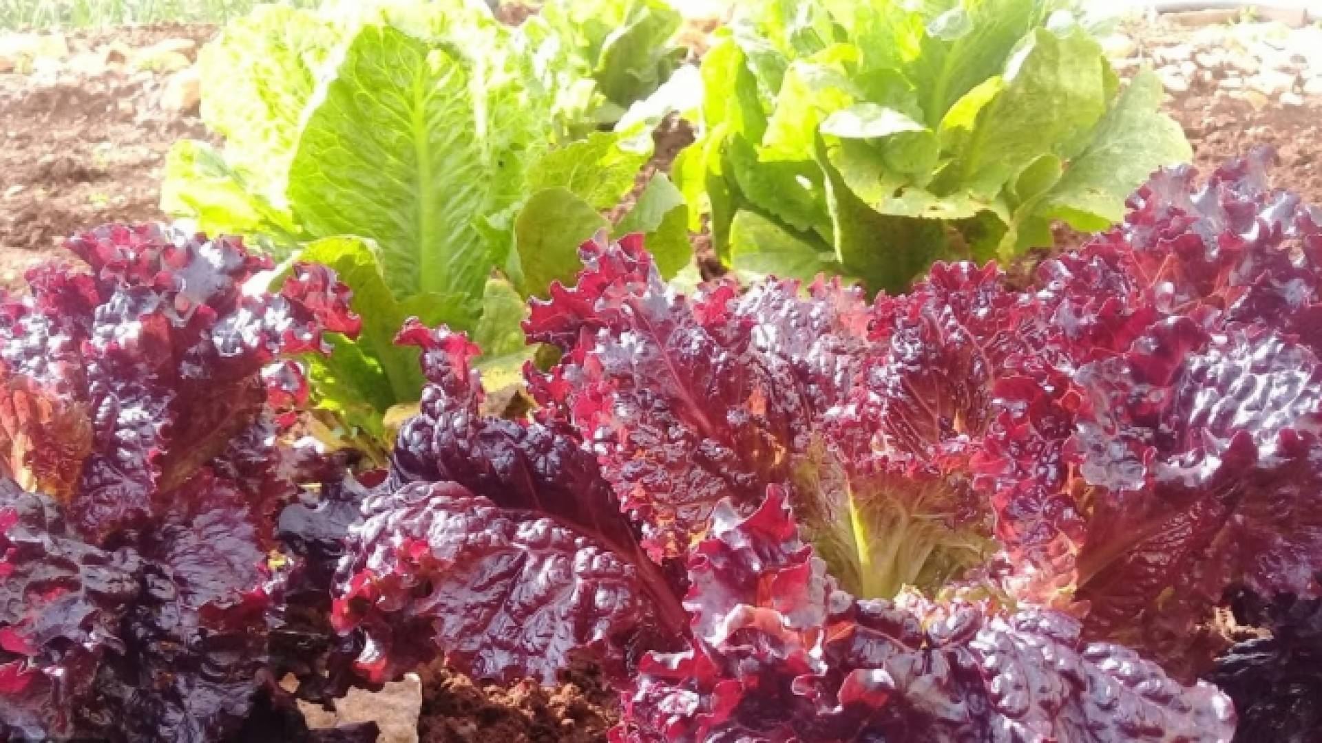 الخس الأحمر فوائد مذهلة لفقدان الوزن وتعزيز صحة القلب