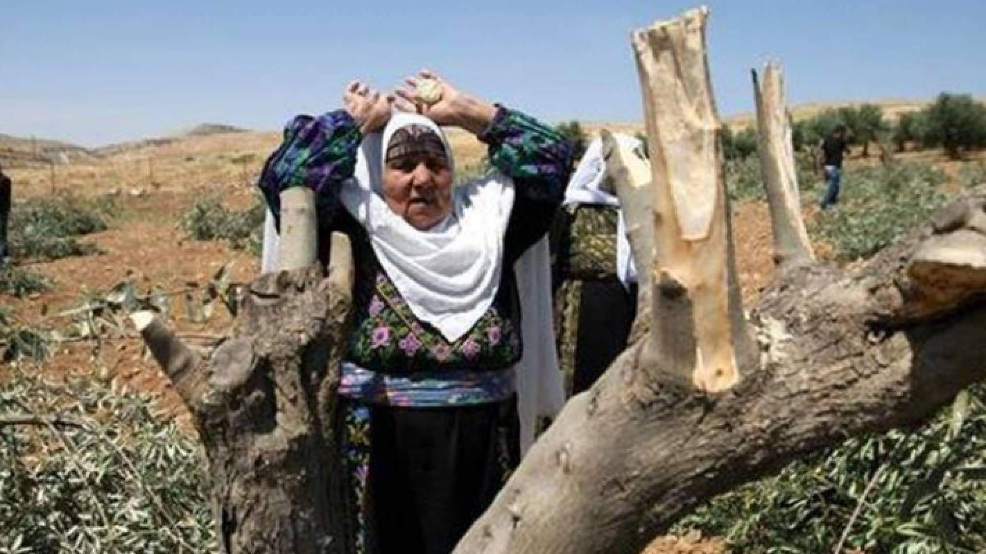 مسنة فلسطينية حزينة على ما حل بأرضها جراء اقتلاع المستوطنين أشجار الزيتون فيها