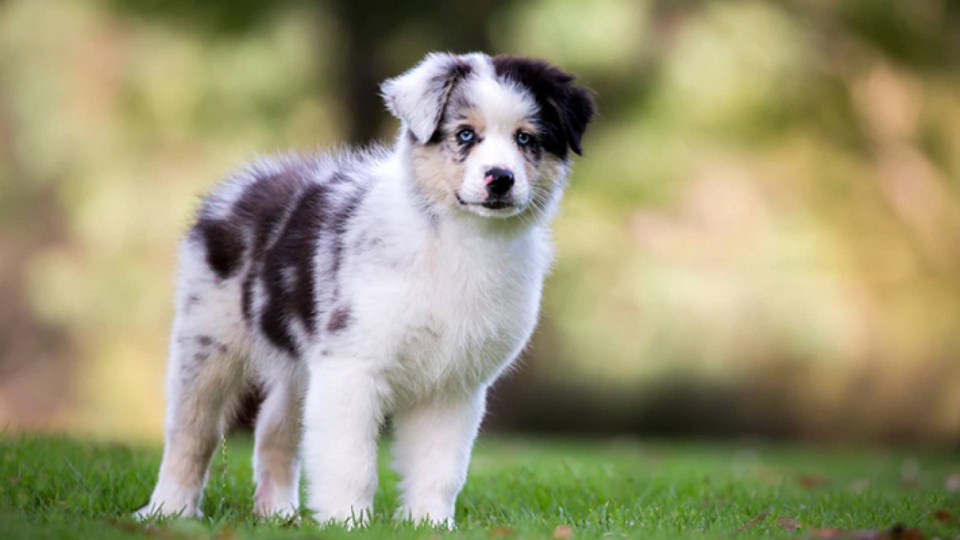 الكلب الأسترالي