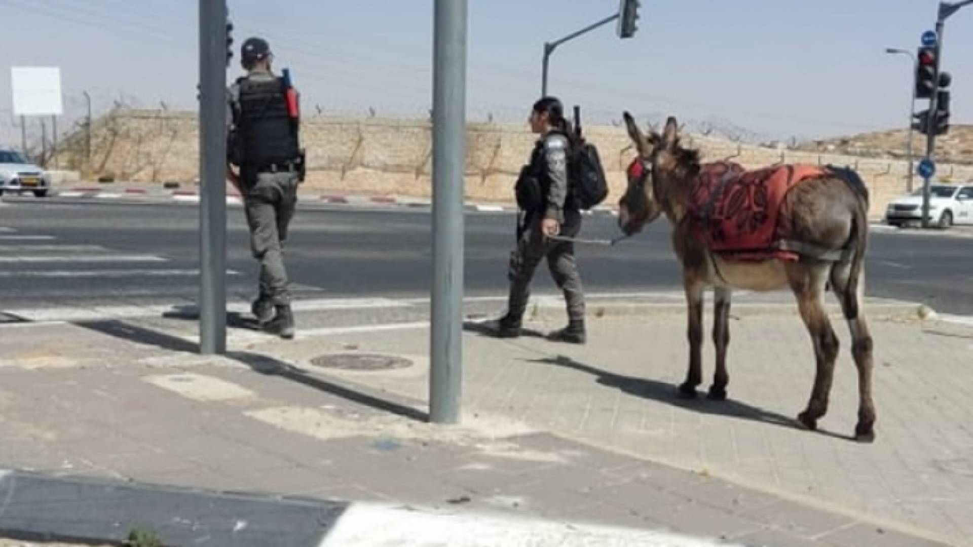 ليست هذه المرة الأولى التي تحتجز فيها السلطات الاحتلال الحمير