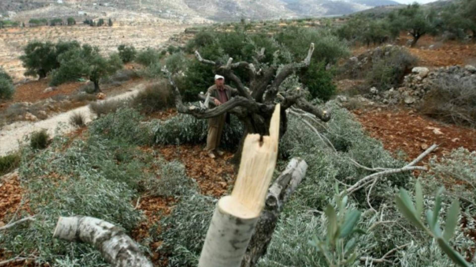 أشجار زيتون اقتلعها الاحتلال الاسرائيلي - أرشيفية