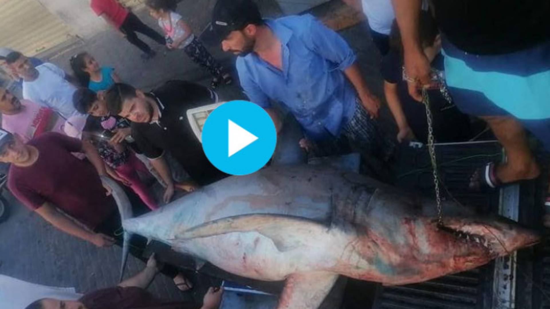 سمكة القرش من نوع القصف