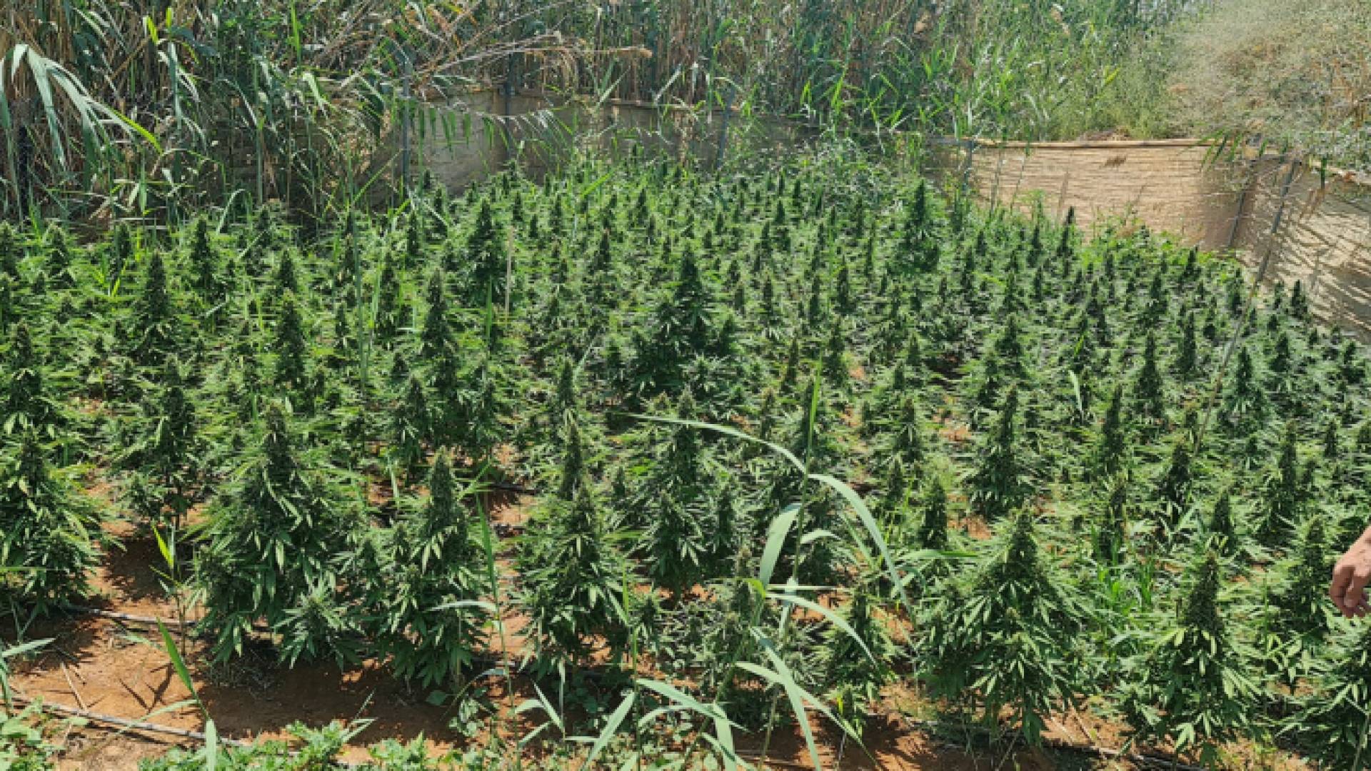 أشتال يشتبه أنها من القنب الهندي المهجن