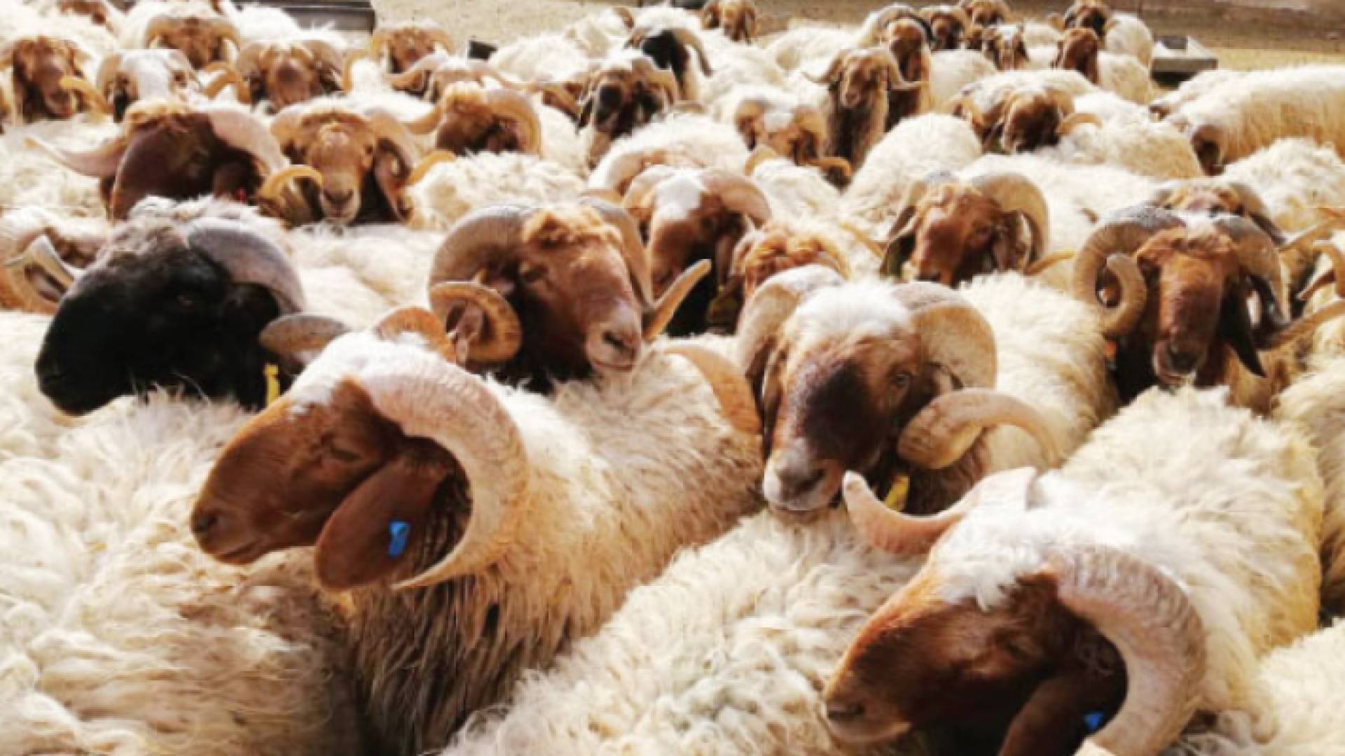 أغنام العواسي الأردنية