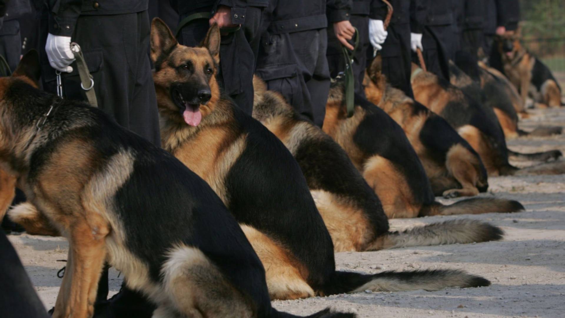 الصين تعرض كلابا بوليسية للبيع والسبب "جبانة"