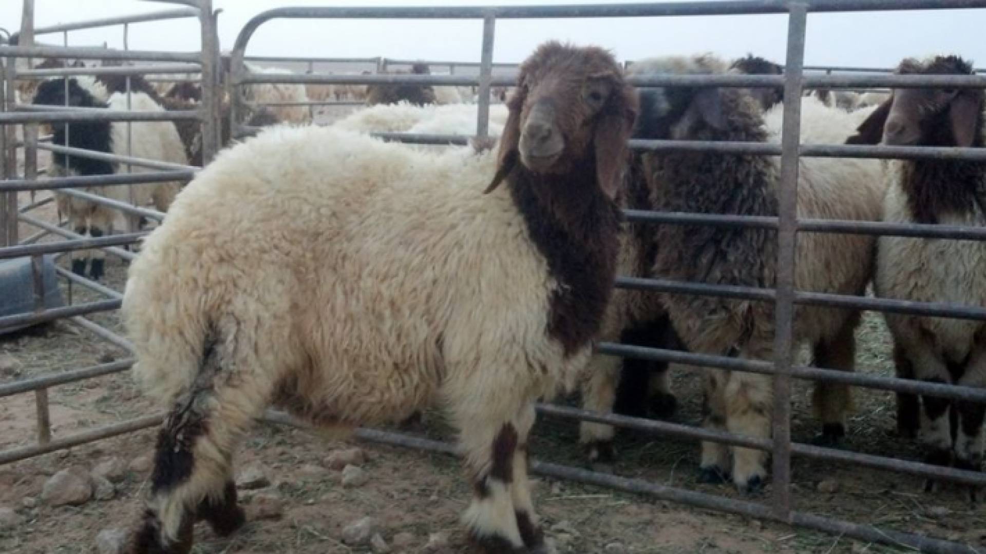 تحديد 8 مواقع لبيع وذبح الأضاحي في الزرقاء