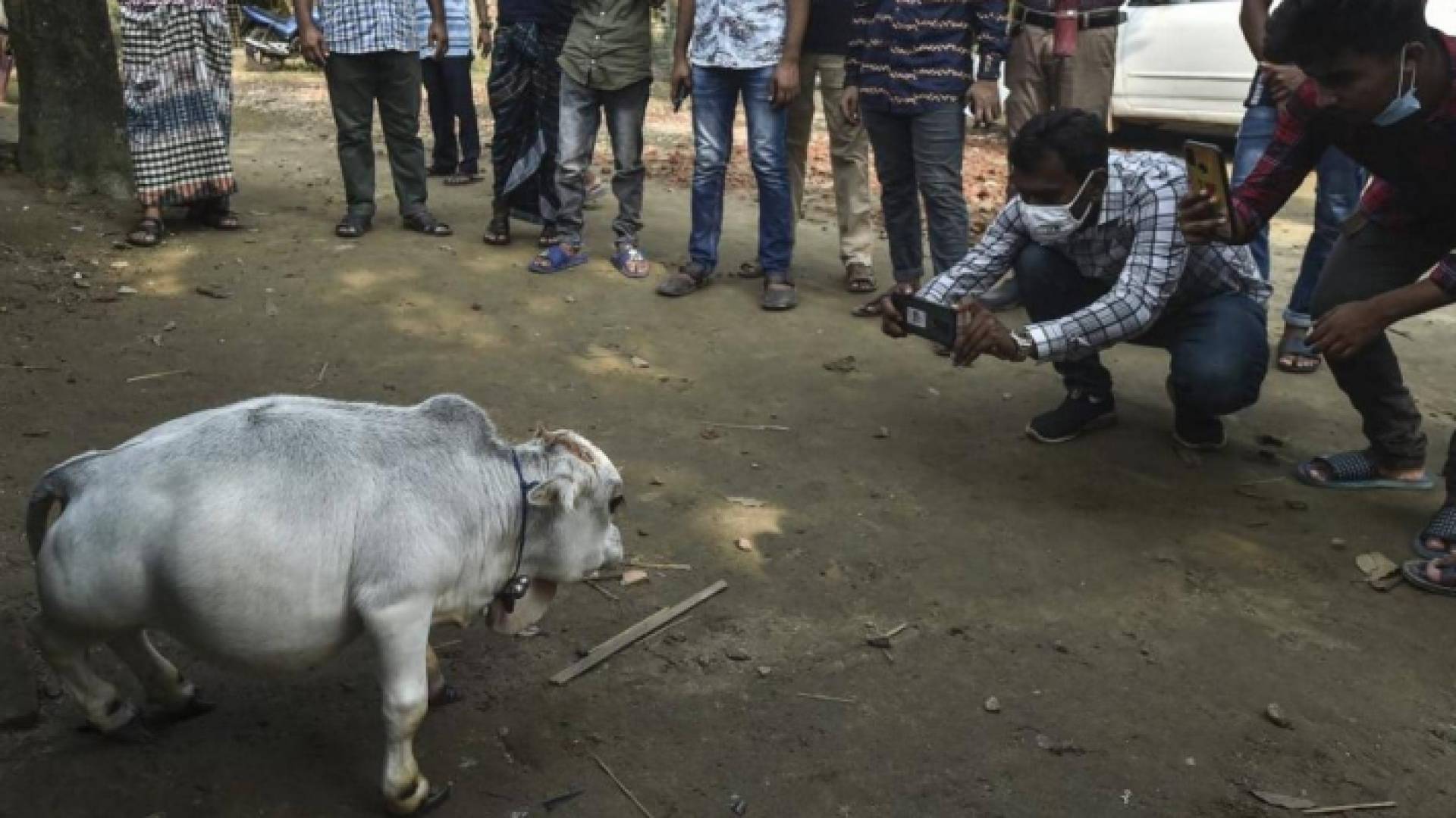 البقرة المعجزة