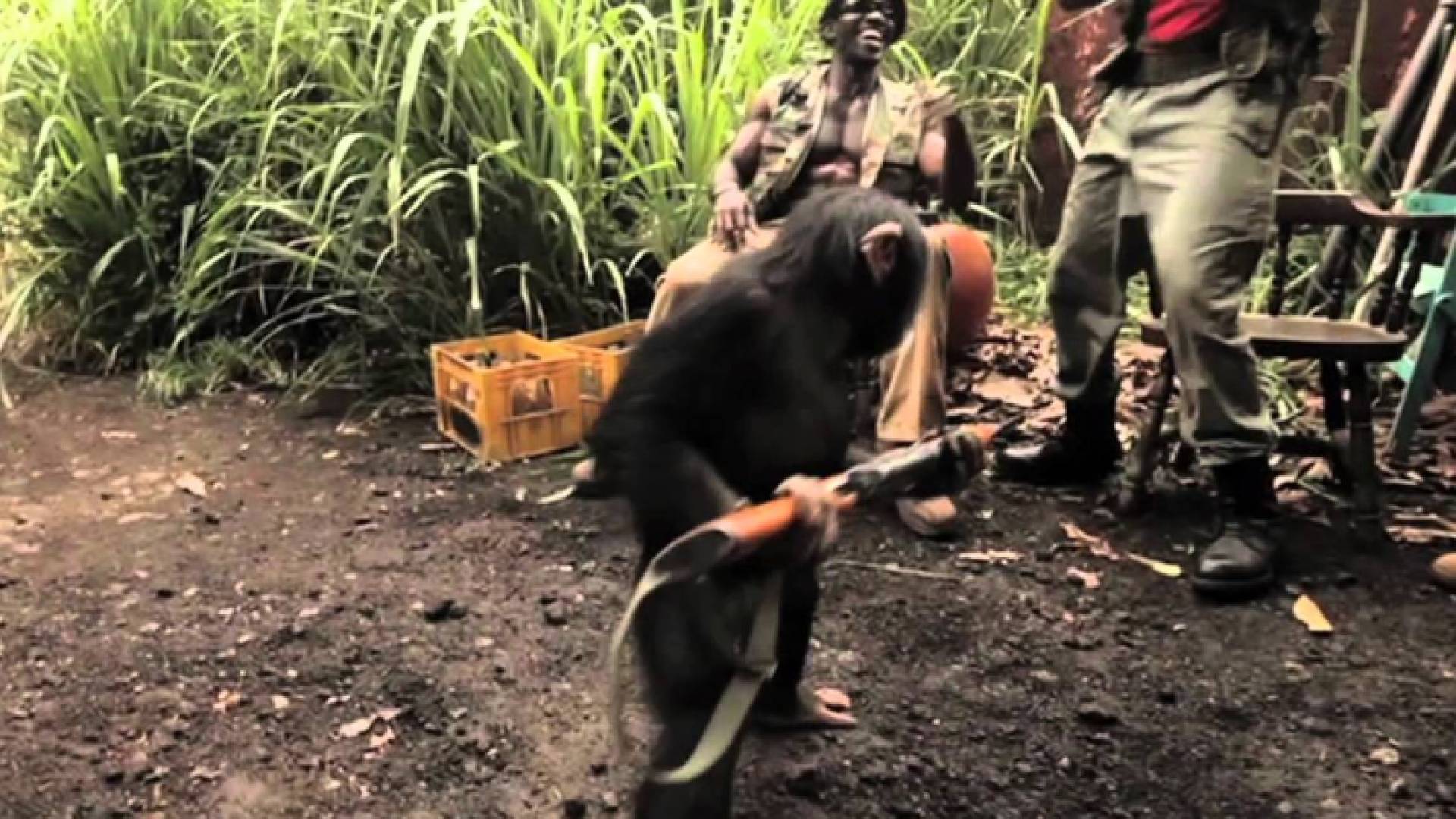 القرد الذي أطلق النار