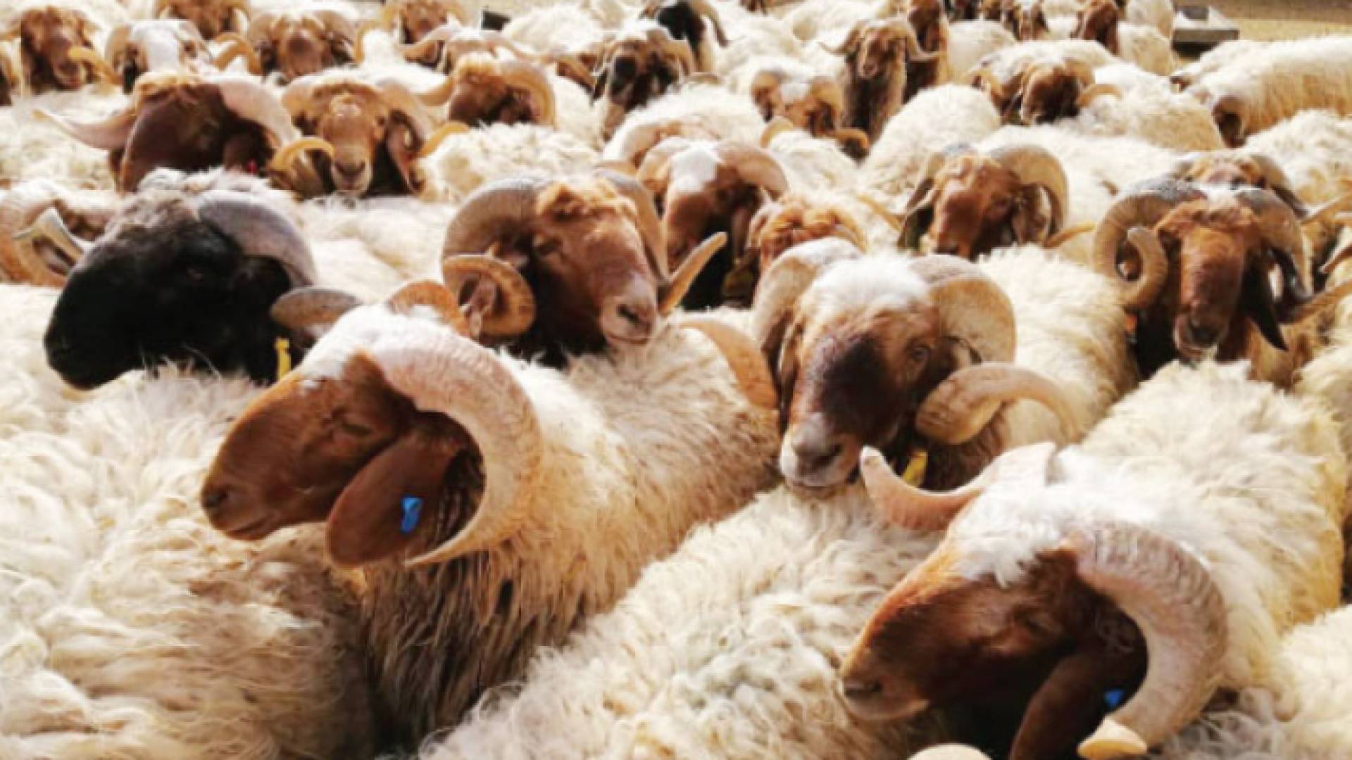 أضاحي أردنية