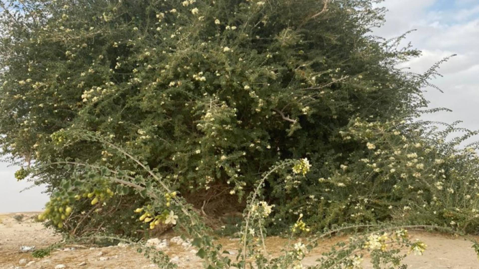 توثيق شجرة فريدة من نوعها في سلطنة عمان