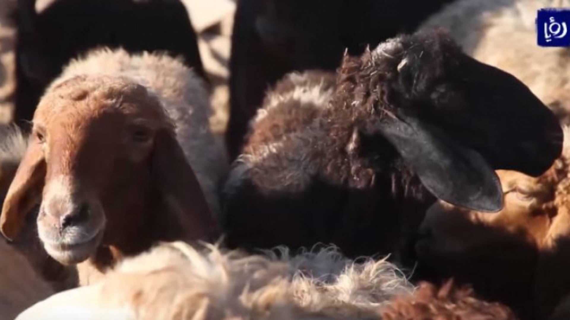 الأضاحي في العيد - ارشيفية