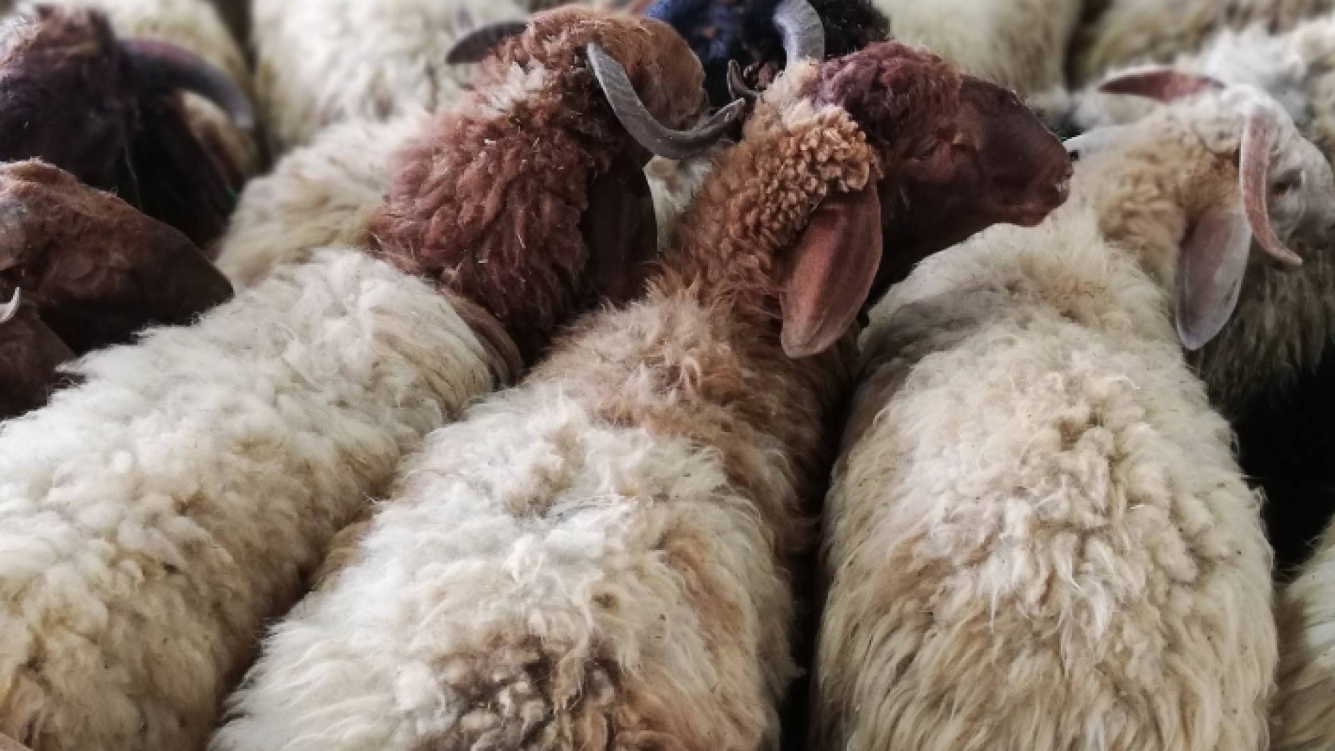 أضاحي العيد - أرشيفية