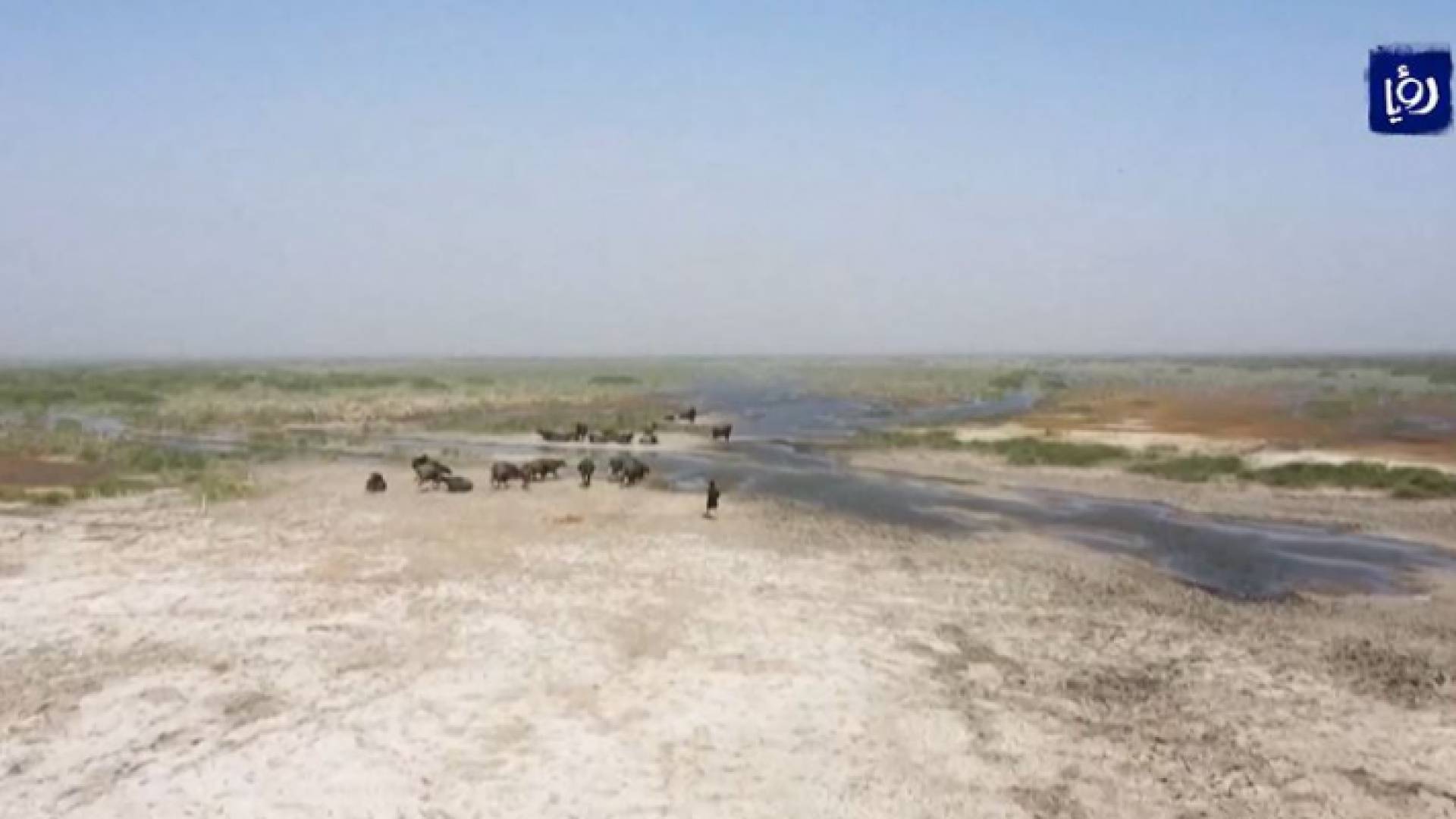 شبح التصحر يهدد ما تبقى من الأراضي الزراعية والمواشي في العراق