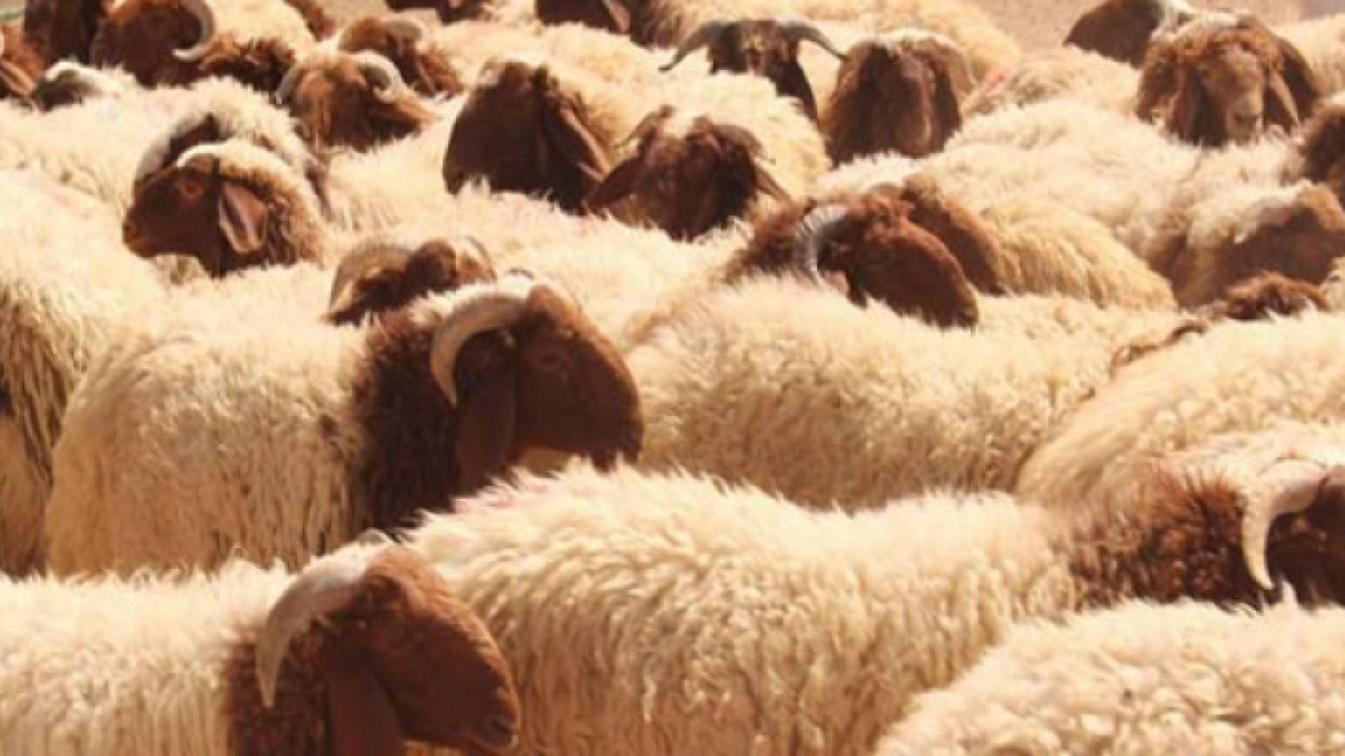 الأضاحي في العيد - ارشيفية