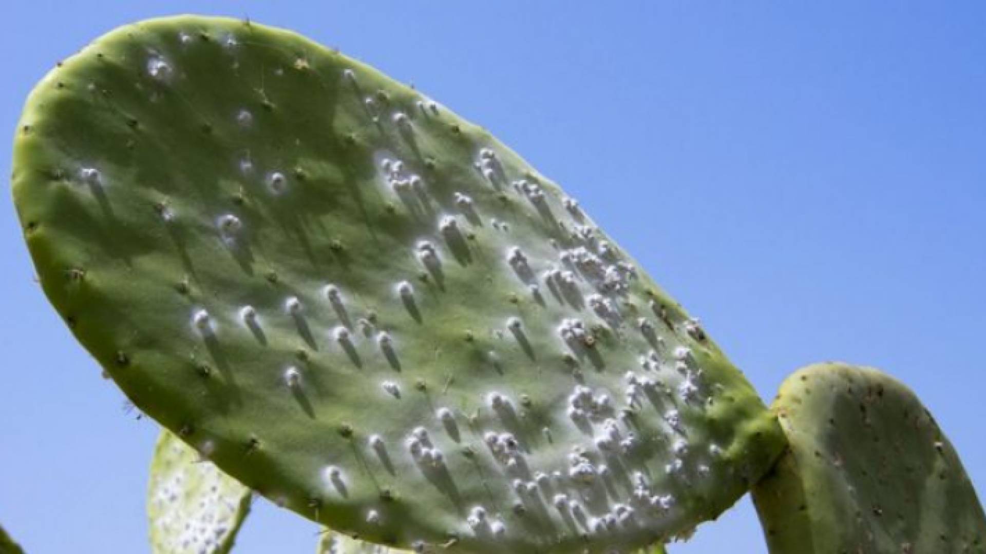 شجرة صبار يظهر عليها آثار مهاجمة الحشرة القرمزية