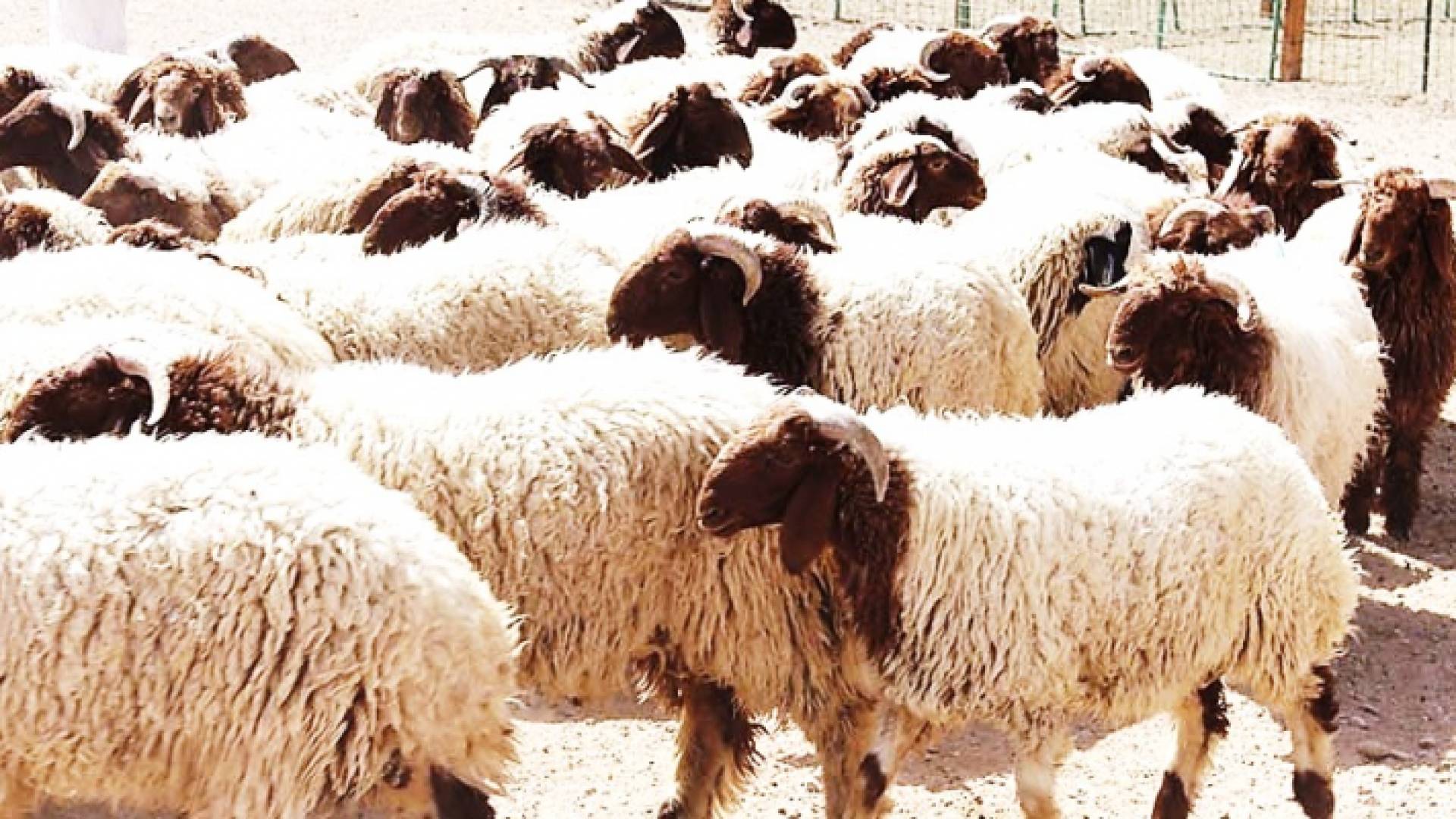 أغنام - أرشيفية