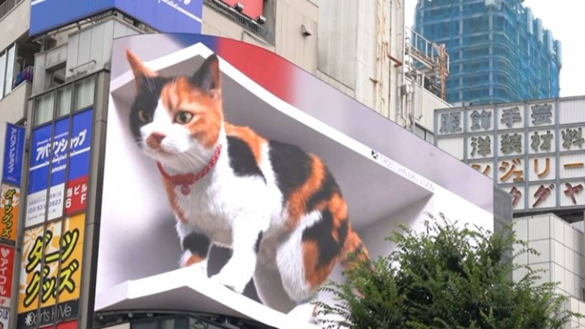 قط ثلاثي الأبعاد يجذب الحشود في طوكيو