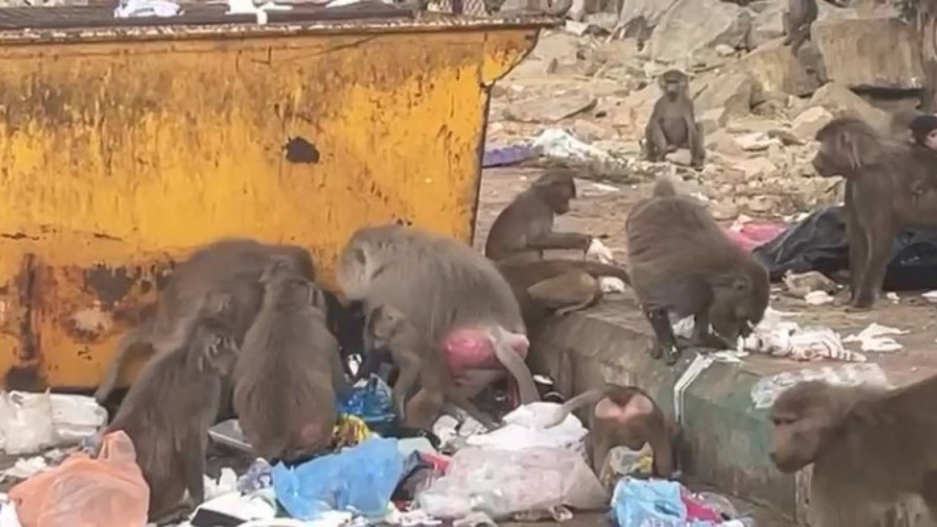 قطعان من القردة تثير قلق سكان منطقة في السعودية