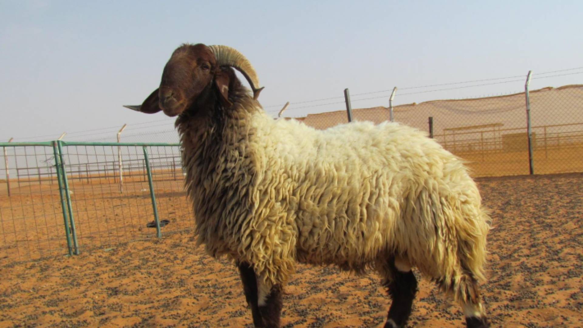 حملة رقابية مكثفة على أسواق بيع الأضاحي في البلقاء