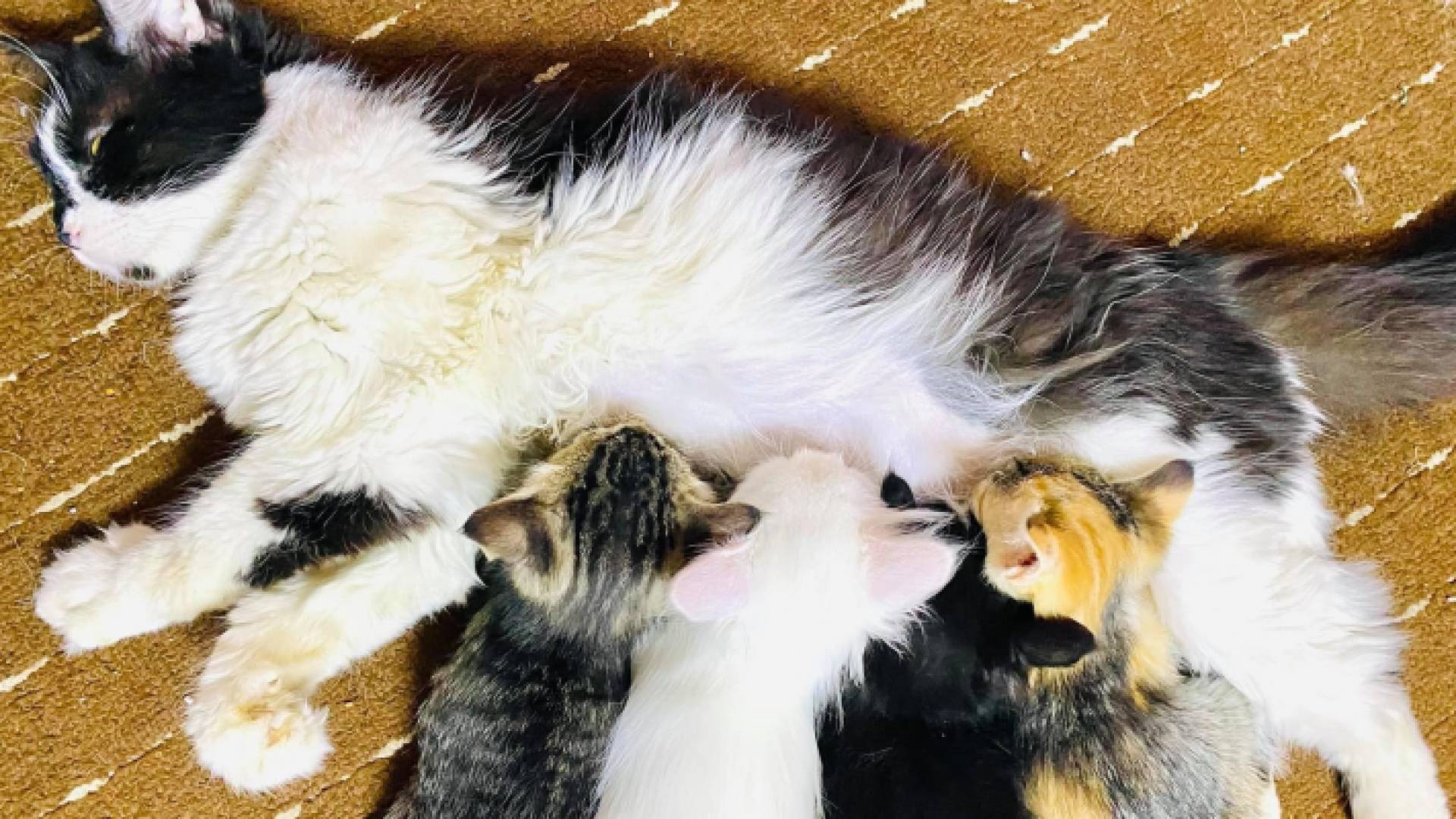 القطة رحمة وصغارها