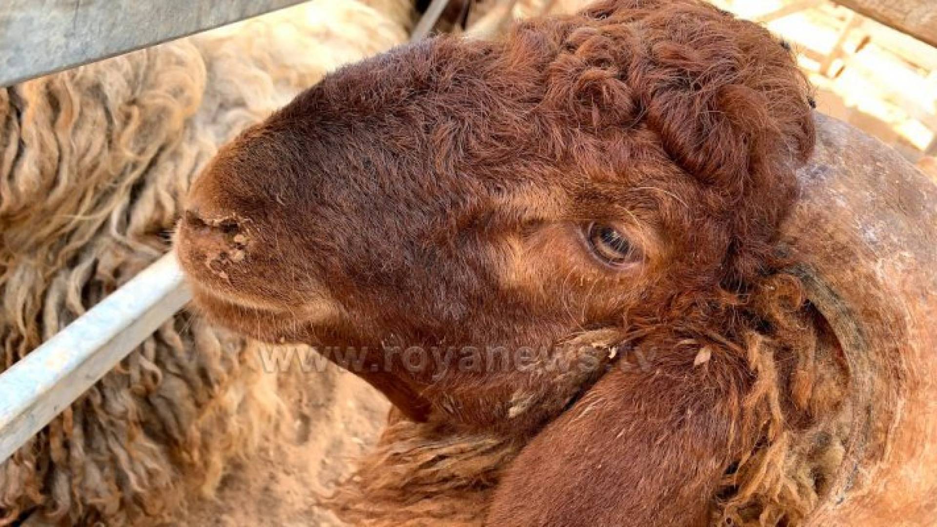 الصورة ارشيفية