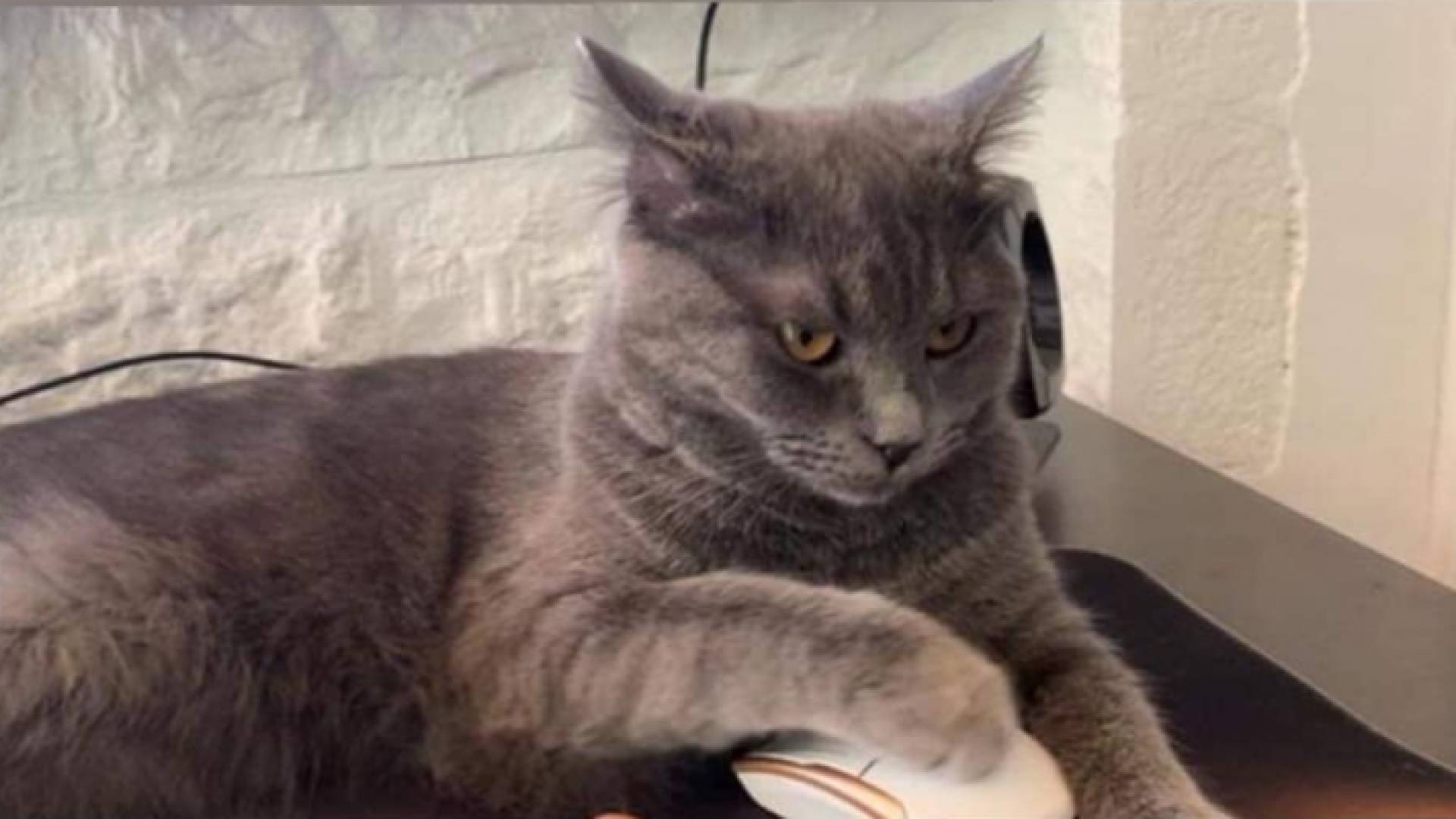 القط المفقود